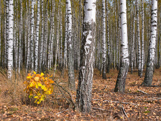 slender white trees birch grove in autumn