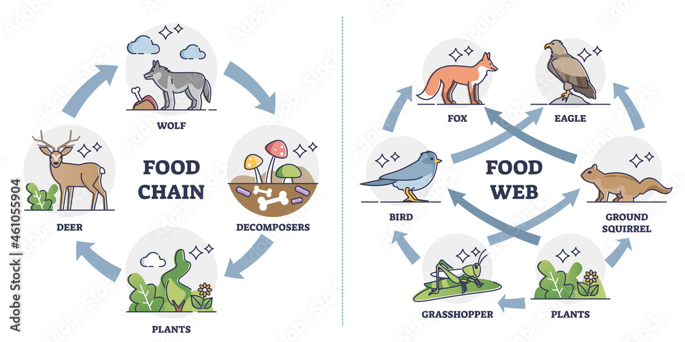 Wall mural food chain vs food web as ecosystem feeding classification outline diagram. labeled educational comp