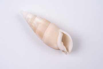 exotic seashell on a white background. studio macro shot