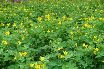 Many yellow flowers of Chelidonium majus in May