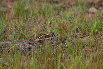 Jack Snipe (Lymnocryptes minimus) perched in grass