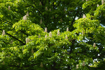 Fototapeta na wymiar Bright green foliage and white flowers of horse chestnut tree in mid May