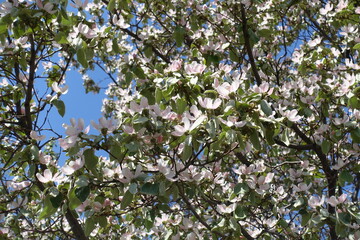 Many pinkish white flowers of quince tree again st blue sky in April