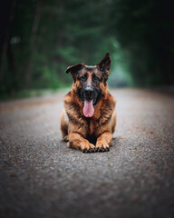 german shepherd dog