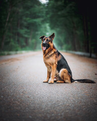 german shepherd dog