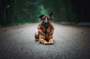 german shepherd dog
