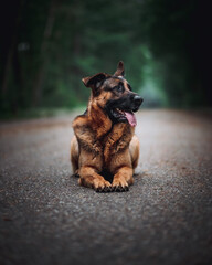 german shepherd dog