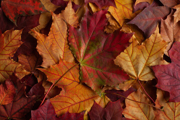 Autumn red and orange leaves background. Maple leaf. Flat lay, top view. Autumn concept.