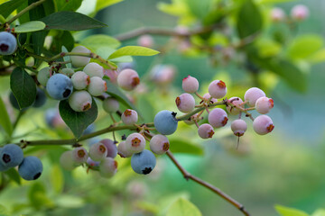 Beginning ripe blueberry fruits, on the tree