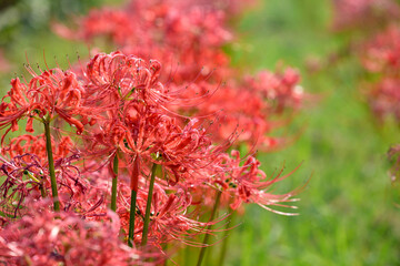 Red spider lily flowers in full bloom