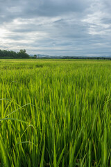Green rice fields and a rainy sky