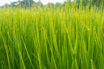 Fototapeta na wymiar Green rice plant background with water drops