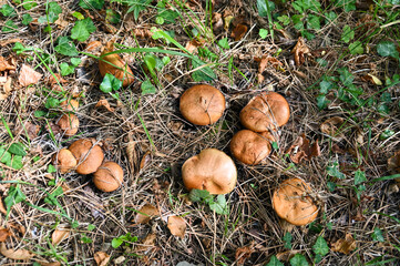 Forest glade with large brown mushroom caps between pine needles. View from above