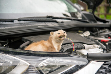 marten with a bitten of cable in its mouth causing damage at a cars engine	