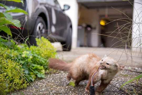 marten with bitten off cable