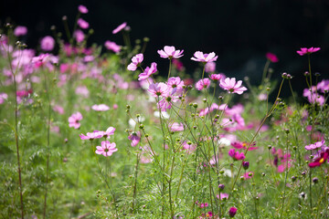 コスモス　秋桜　Cosmos