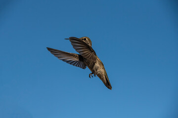 Anna's Hummingbird (Calypte Anna) in Perfect Form in Flight
