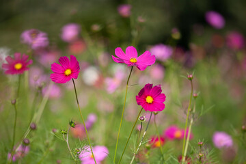 Fototapeta premium コスモス 秋桜 Cosmos