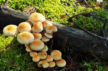 Mushrooms near the fallen tree trunk. Autumn. Mushrooms on a background of green moss.