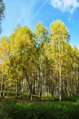 Autumn landscape. Beautiful birch trees in the sunlight. Background, wallpaper.