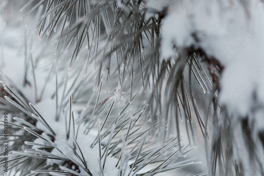 Poster frozen tree