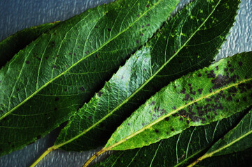 Willow leaves. Close-up green leaves. Leaves on a blue background. Background, texture, design.