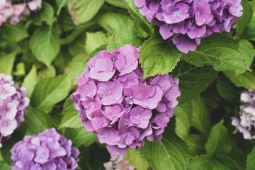purple hydrangea flowers