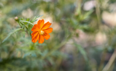 Bloomed orange color cosmos flower close up view with copy space