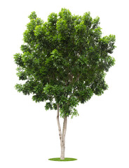 Fototapeta premium The freshness big green tree.