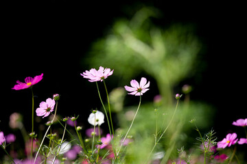 コスモス　秋桜　Cosmos