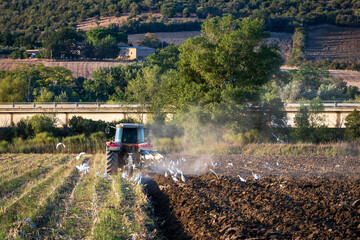Fototapeta premium Landarbeit
