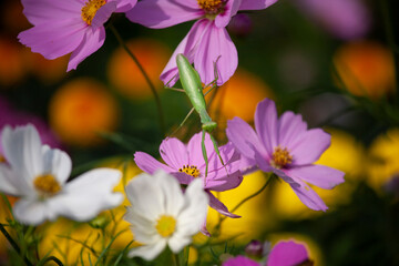 カマキリ　コスモス　秋桜　Cosmos