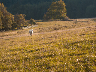 Sheep on late summer evening pasture