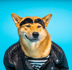 Funny dog Shiba Inu in leather jacket and striped t-shirt with wide eyebrows satisfied cocky...