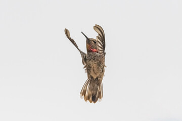 Anna's Hummingbird (Calypte Anna) Posing in Flight