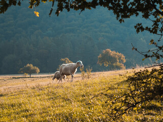 Sheep on late summer evening pasture