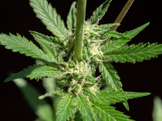 Blooming Cannabis flower close up