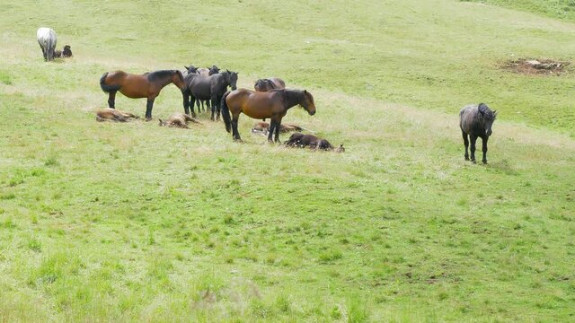 Herd of horses graze and rest on a green meadow in total freedom and tranquility
