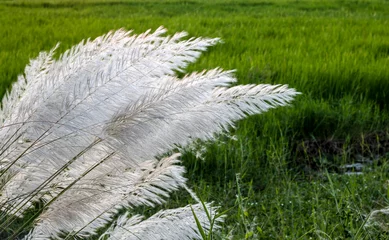Foto op Aluminium A bunch of white kans grass flowers blossomed near the rice field © Xookits