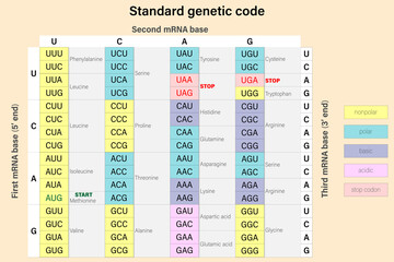 Genetic code. The three bases of an mRNA codon. Amino Acid Sequence.