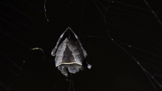 A very close capture of this spider spinning its web on its prey, legs moving as the light shines on it; Abandoned-web Orb-Weaver, Parawixia dehaani, Kaeng Krachan National Park, Thailand.