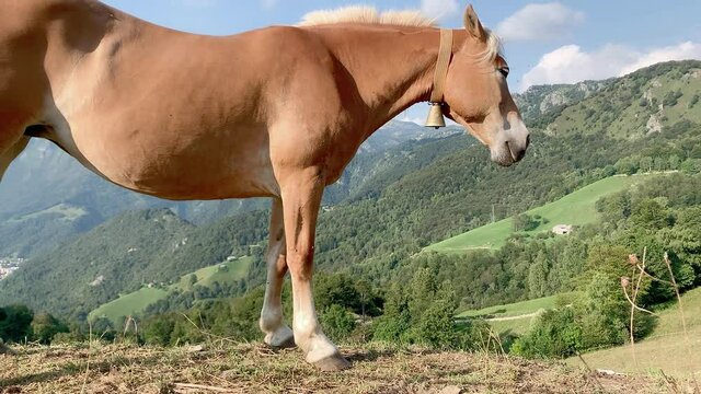 A light brown horse is in profile to the green valley behind him. shakes his head