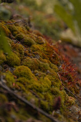 moss on stone
