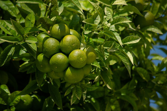 Green Oranges On A Tree