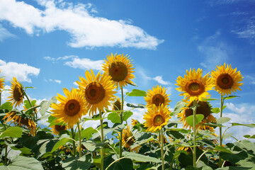 ひまわり　ひまわり畑　青空　夏