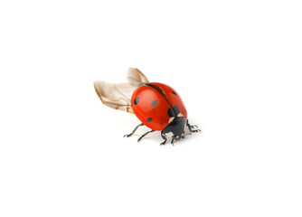 One beautiful red ladybug isolated on white