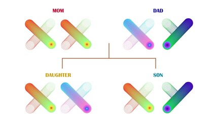Diagram of male and female chromosomes in family. Ratio of x and y chromosomes in human family tree or offspring. Structure of hereditary traits from parents to children. Vector isolated illustration.