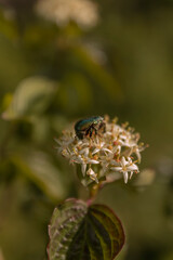 Green bug on the white flower