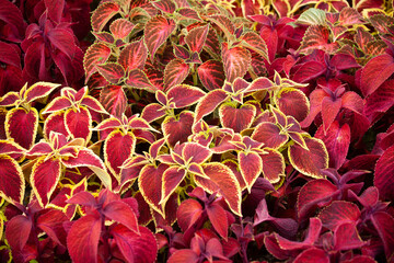 ユリウス　観葉植物　花壇　ふちどり