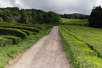 Tea plantations, Sao Miguel island, Azores